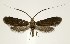  (Adela caeruleella - DNA-ATBI-3303)  @15 [ ] CreativeCommons - Attribution (2010) Unspecified Centre for Biodiversity Genomics
