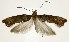  (Acrolepiopsis heppneri - DNA-ATBI-3475)  @13 [ ] Copyright (2007) Unspecified Canadian National Collection