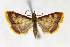  ( - BGS03536)  @13 [ ] CreativeCommons - Attribution Non-Commercial Share-Alike (2015) Zhaofu Yang Entomological Museum, Northwest A and F University and Biology, College of Charleston