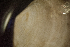  ( - BIOUG-48552-C02)  @11 [ ] Creative Commons - Attribution Non-Commercial Share-Alike  (2021) Jessica Schultz University of Guelph