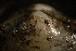 ( - BIOUG-48552-D04)  @11 [ ] Creative Commons - Attribution Non-Commercial Share-Alike  (2021) Jessica Schultz University of Guelph