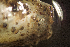  ( - BIOUG-48552-D04)  @11 [ ] Creative Commons - Attribution Non-Commercial Share-Alike  (2021) Jessica Schultz University of Guelph