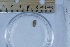  (Petrasma - BIOUG-48552-D10)  @11 [ ] Creative Commons - Attribution Non-Commercial Share-Alike  (2021) Jessica Schultz University of Guelph