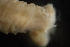  ( - BIOUG-48553-B06)  @11 [ ] Creative Commons - Attribution Non-Commercial Share-Alike  (2021) Jessica Schultz University of Guelph