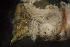  ( - BIOUG-48553-B07)  @11 [ ] Creative Commons - Attribution Non-Commercial Share-Alike  (2021) Jessica Schultz University of Guelph