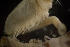  ( - BIOUG-48553-B07)  @11 [ ] Creative Commons - Attribution Non-Commercial Share-Alike  (2021) Jessica Schultz University of Guelph