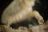  ( - BIOUG-48553-B07)  @11 [ ] Creative Commons - Attribution Non-Commercial Share-Alike  (2021) Jessica Schultz University of Guelph