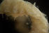  ( - BIOUG-48553-B07)  @11 [ ] Creative Commons - Attribution Non-Commercial Share-Alike  (2021) Jessica Schultz University of Guelph