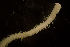  ( - BIOUG-48553-G03)  @11 [ ] Creative Commons - Attribution Non-Commercial Share-Alike  (2021) Jessica Schultz University of Guelph