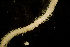  (Syllis cornuta - BIOUG-48553-G03)  @11 [ ] Creative Commons - Attribution Non-Commercial Share-Alike  (2021) Jessica Schultz University of Guelph