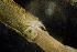  ( - BIOUG-48553-H04)  @11 [ ] Creative Commons - Attribution Non-Commercial Share-Alike  (2021) Jessica Schultz University of Guelph