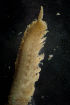  ( - BIOUG-48553-H04)  @11 [ ] Creative Commons - Attribution Non-Commercial Share-Alike  (2021) Jessica Schultz University of Guelph