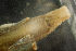  ( - BIOUG-48553-H05)  @11 [ ] Creative Commons - Attribution Non-Commercial Share-Alike  (2021) Jessica Schultz University of Guelph