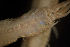  ( - BIOUG-48554-E05)  @11 [ ] Creative Commons - Attribution Non-Commercial Share-Alike  (2021) Jessica Schultz University of Guelph
