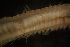  ( - BIOUG-48554-E06)  @11 [ ] Creative Commons - Attribution Non-Commercial Share-Alike  (2021) Jessica Schultz University of Guelph