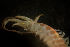  ( - BIOUG-48554-E06)  @11 [ ] Creative Commons - Attribution Non-Commercial Share-Alike  (2021) Jessica Schultz University of Guelph