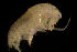  (Heterophoxus ellisi - CCDB-31224-A12)  @11 [ ] Creative Commons - Attribution Non-Commercial Share-Alike  (2021) Jessica Schultz University of Guelph