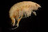  ( - CCDB-31224-B01)  @11 [ ] Creative Commons - Attribution Non-Commercial Share-Alike  (2021) Jessica Schultz University of Guelph
