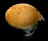  ( - CCDB-31224-B08)  @11 [ ] Creative Commons - Attribution Non-Commercial Share-Alike  (2021) Jessica Schultz University of Guelph