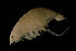 ( - CCDB-31224-C09)  @11 [ ] Creative Commons - Attribution Non-Commercial Share-Alike  (2021) Jessica Schultz University of Guelph