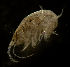  ( - CCDB-31224-E08)  @11 [ ] Creative Commons - Attribution Non-Commercial Share-Alike  (2021) Jessica Schultz University of Guelph