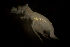  ( - CCDB-31224-F09)  @11 [ ] Creative Commons - Attribution Non-Commercial Share-Alike  (2021) Jessica Schultz University of Guelph