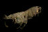  ( - CCDB-31224-F10)  @11 [ ] Creative Commons - Attribution Non-Commercial Share-Alike  (2021) Jessica Schultz University of Guelph