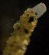  ( - CCDB-31230-B03)  @11 [ ] Creative Commons - Attribution Non-Commercial Share-Alike  (2021) Jessica Schultz University of Guelph