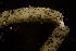  ( - CCDB-31230-B06)  @11 [ ] Creative Commons - Attribution Non-Commercial Share-Alike  (2021) Jessica Schultz University of Guelph