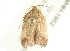  ( - 09-NSWHH-1952)  @13 [ ] CreativeCommons - Attribution (2010) CBG Photography Group Centre for Biodiversity Genomics