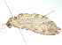  ( - 09-NSWHH-1953)  @12 [ ] CreativeCommons - Attribution (2010) CBG Photography Group Centre for Biodiversity Genomics