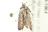  ( - 09-NSWHH-1964)  @12 [ ] CreativeCommons - Attribution (2010) CBG Photography Group Centre for Biodiversity Genomics