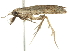  ( - 09-NSWHH-1972)  @12 [ ] CreativeCommons - Attribution (2010) CBG Photography Group Centre for Biodiversity Genomics