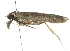 ( - 09-NSWHH-2016)  @12 [ ] CreativeCommons - Attribution (2010) CBG Photography Group Centre for Biodiversity Genomics