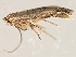  (Bucculatrix ivella - 09-NSWHH-2054)  @12 [ ] CreativeCommons - Attribution (2010) CBG Photography Group Centre for Biodiversity Genomics