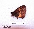  (Calisto archebates - McGuire09-CAL-Sat91)  @13 [ ] Unspecified (default): All Rights Reserved  Unspecified Unspecified