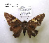  (Aguna asander haitensis - McGuire09-DR-Skip58)  @12 [ ] Unspecified (default): All Rights Reserved  Unspecified Unspecified