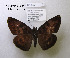 (Echelatus sempiternus - McGuire09-DR-Skip13)  @13 [ ] Unspecified (default): All Rights Reserved  Unspecified Unspecified