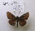  (Synapte malitiosa - McGuire09-DR-Skip5)  @12 [ ] Unspecified (default): All Rights Reserved  Unspecified Unspecified