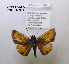  (Choranthus haitensis - McGuire09-DR-Skip104)  @14 [ ] Unspecified (default): All Rights Reserved  Unspecified Unspecified