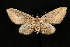  (Eupithecia unicolor - UBC-2006-1383)  @14 [ ] Unspecified (default): All Rights Reserved  Unspecified Unspecified