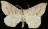  (Macaria lorquinaria - UBC-2006-1385)  @14 [ ] Unspecified (default): All Rights Reserved  Unspecified Unspecified