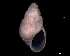  (Brachystomia - 138157_01)  @11 [ ] Creative Commons BY NC SA (2025) University of Bergen Natural History Collections