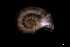  ( - 140887_02)  @11 [ ] Creative Commons BY NC SA (2025) University of Bergen Natural History Collections