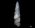  ( - 148964)  @11 [ ] Creative Commons BY NC SA (2025) University of Bergen Natural History Collections