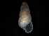  ( - 148982)  @11 [ ] Creative Commons BY NC SA (2025) University of Bergen Natural History Collections