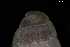  ( - 148982)  @11 [ ] Creative Commons BY NC SA (2025) University of Bergen Natural History Collections