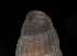  ( - 148982)  @11 [ ] Creative Commons BY NC SA (2025) University of Bergen Natural History Collections