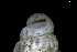  ( - 149705)  @11 [ ] Creative Commons BY NC SA (2025) University of Bergen Natural History Collections