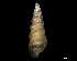  ( - 149705)  @11 [ ] Creative Commons BY NC SA (2025) University of Bergen Natural History Collections
